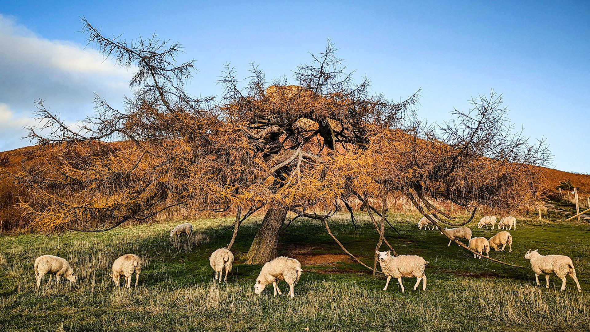Larch below Roseberry Topping.