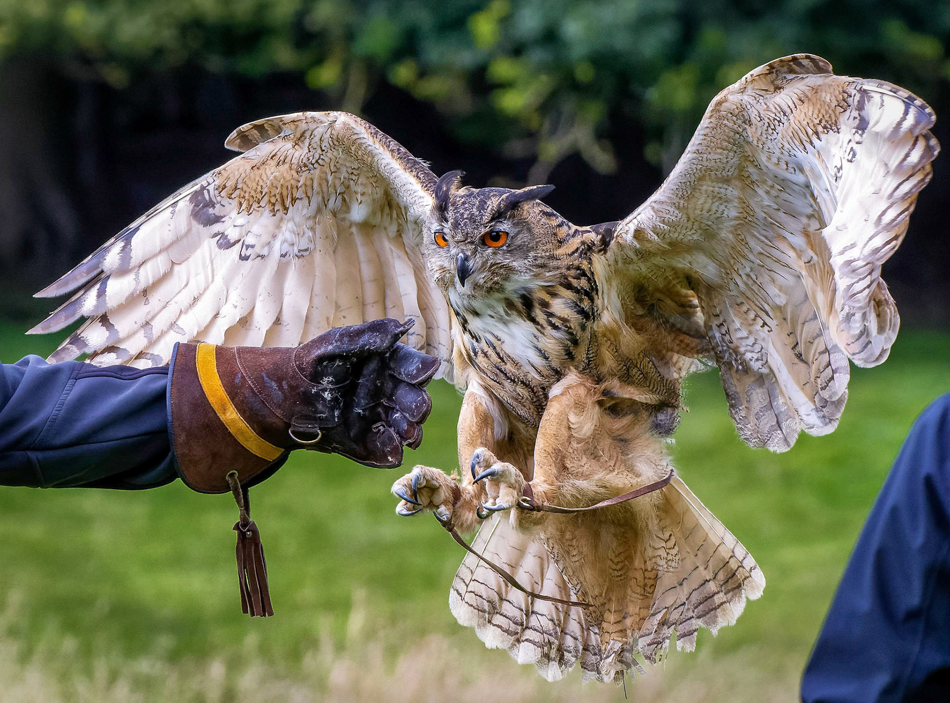 Eagle owl at Helmsley.