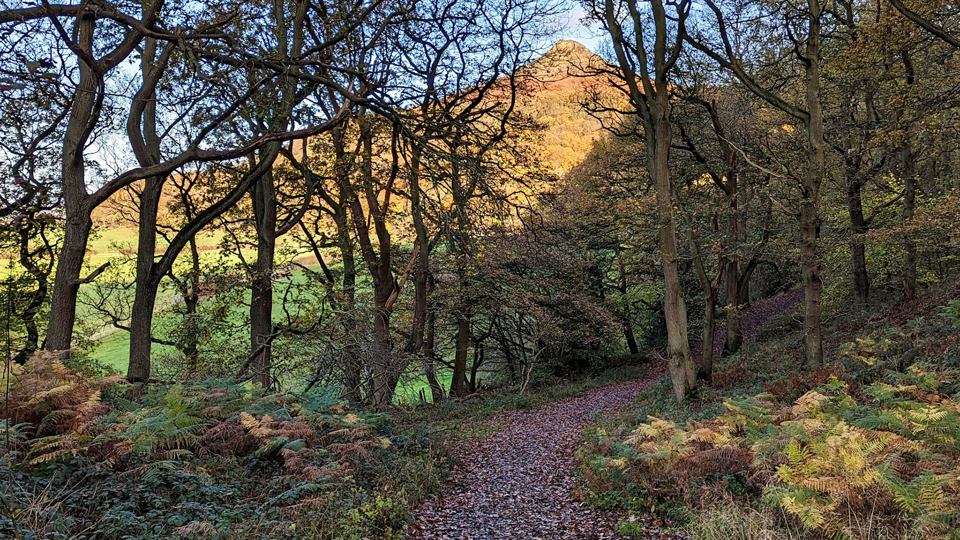 Roseberry Topping, Newton Wood.