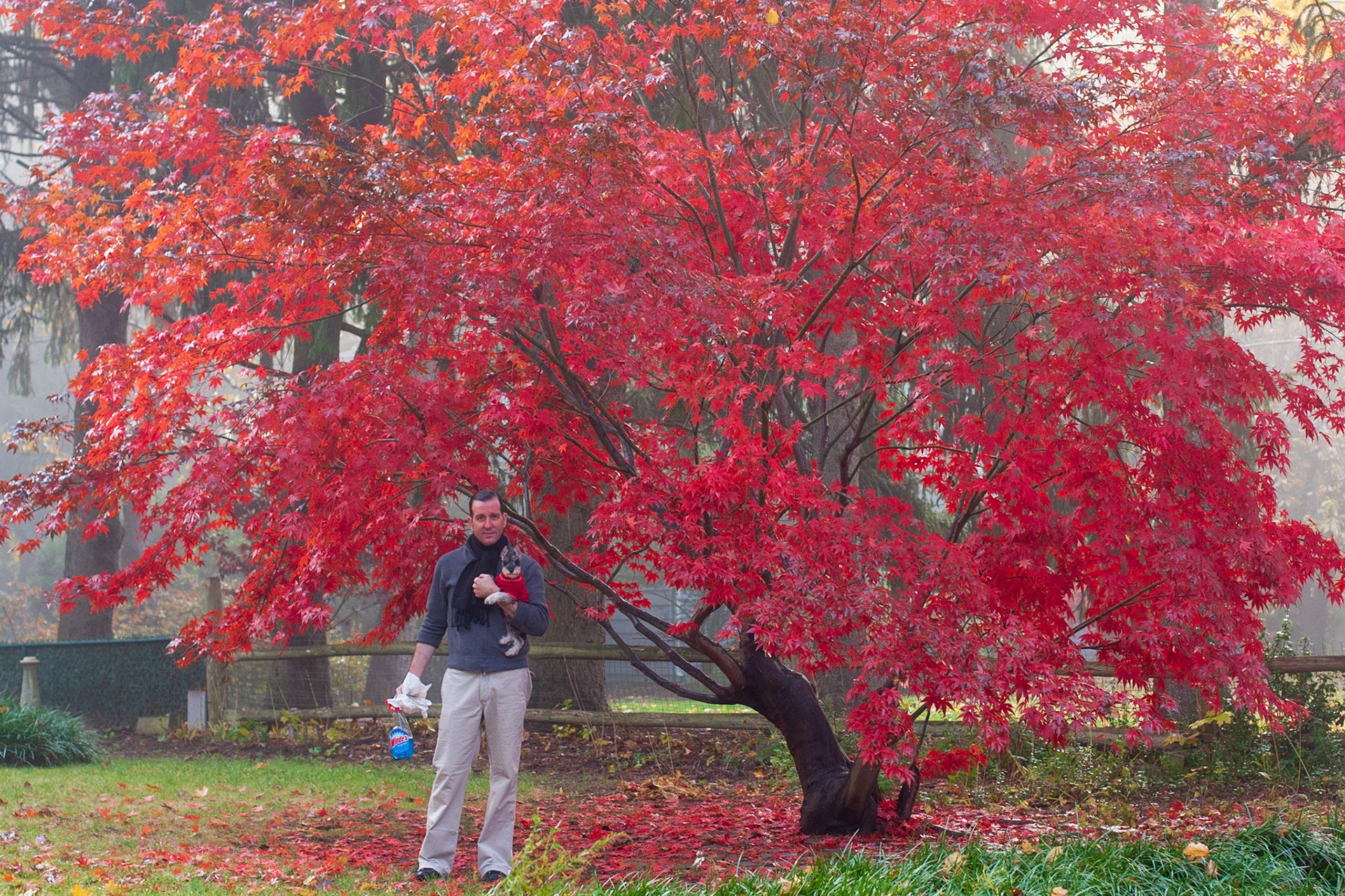 Steven G and Trixie, Japanese Maple