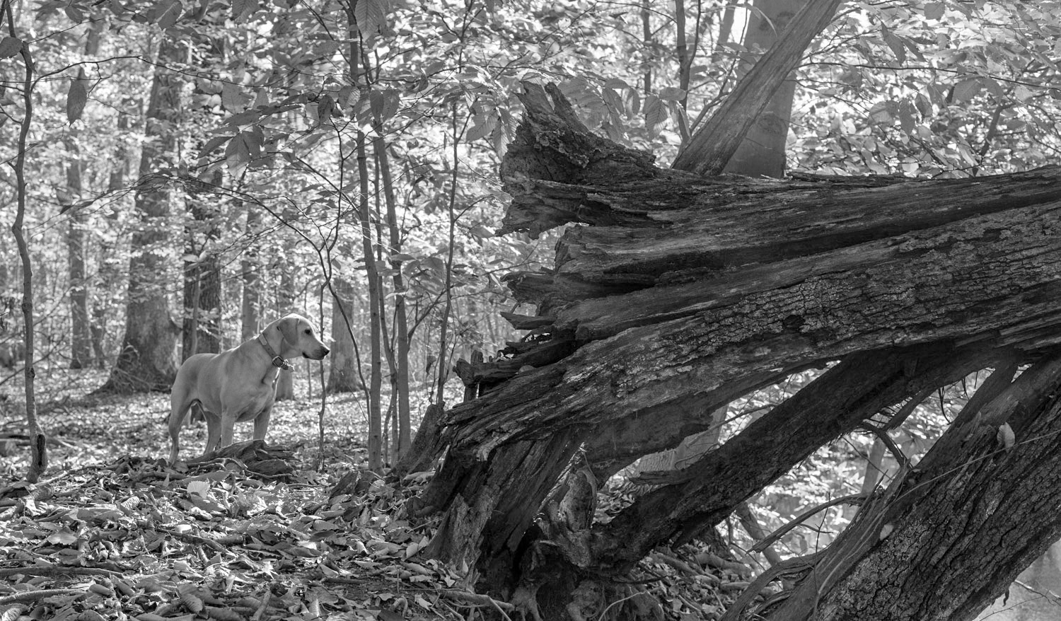 Charlie in Bonnabel Wood, NJ