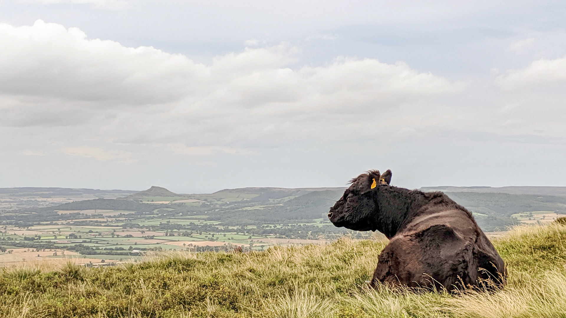 A ruminant with a view