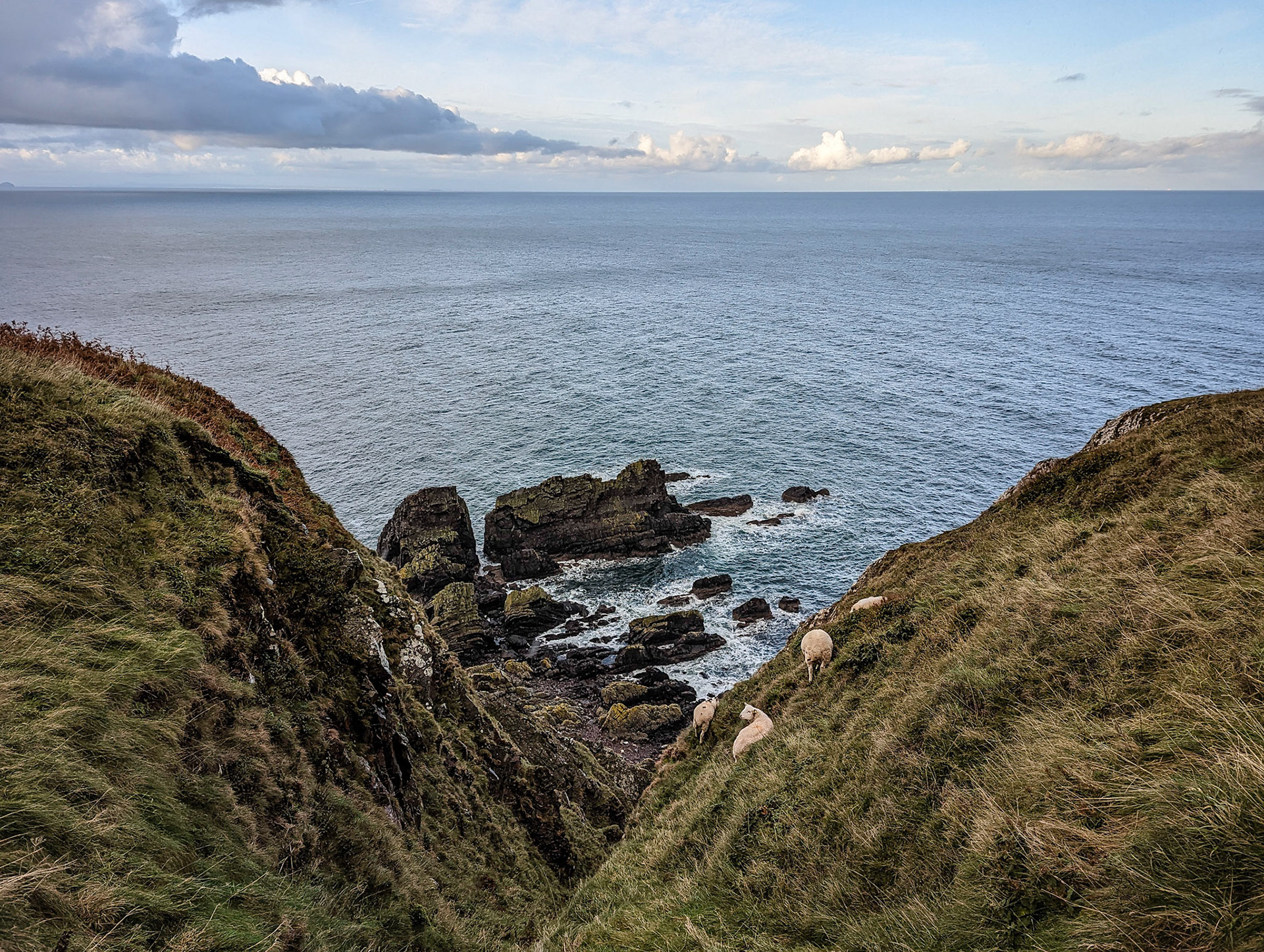 The white dots are seal pups below.