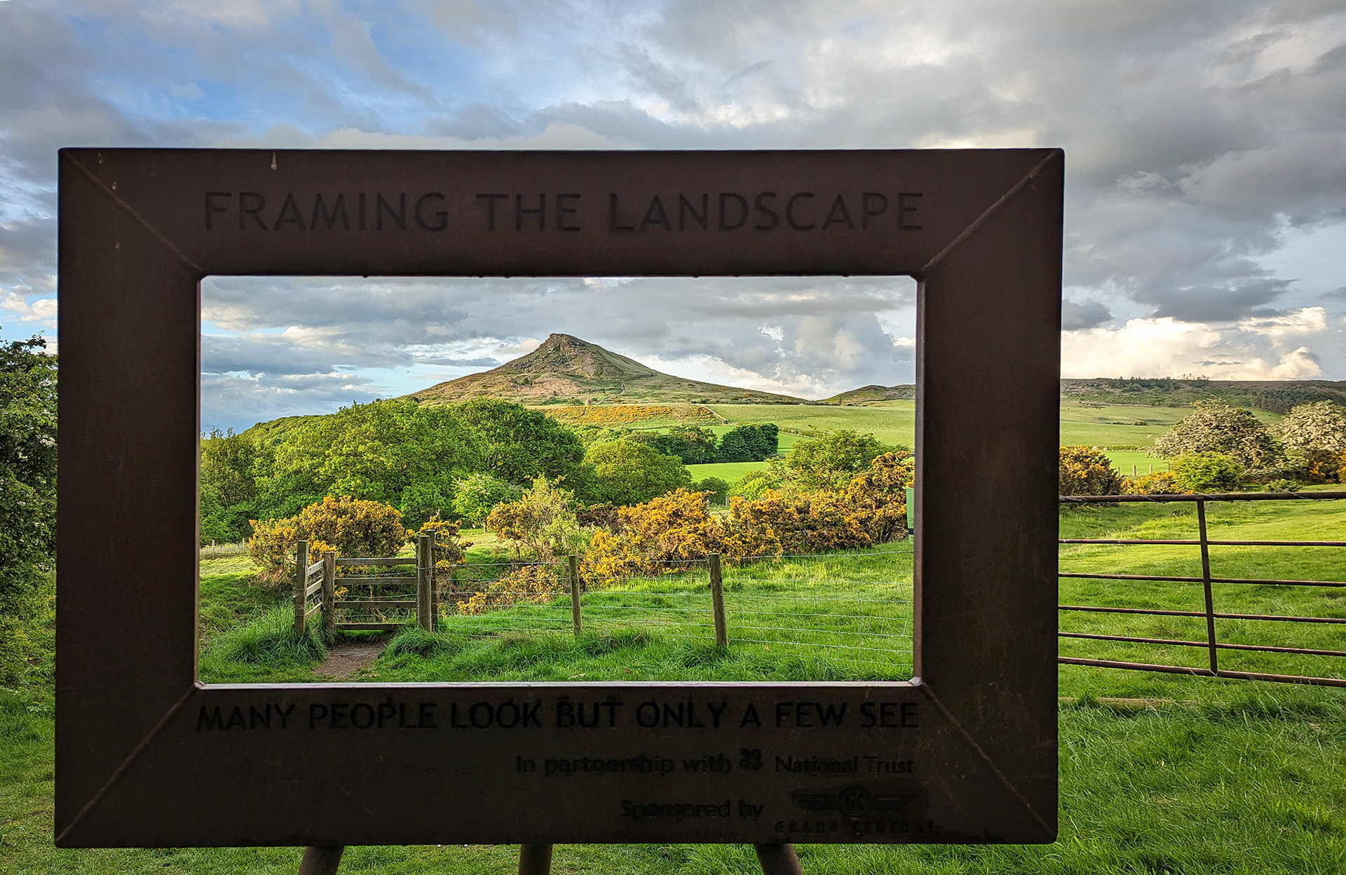Roseberry Topping and gorse.