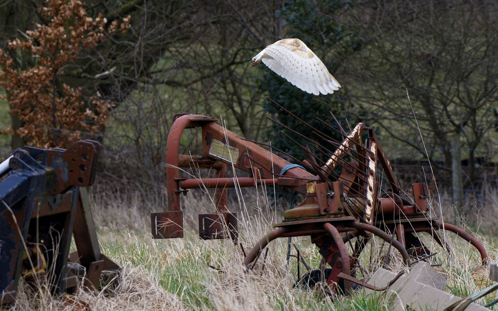 Barn owl on a haybob