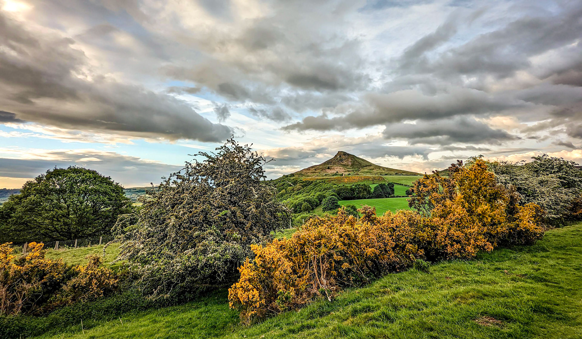 Roseberry Topping and gorse and hawthorn