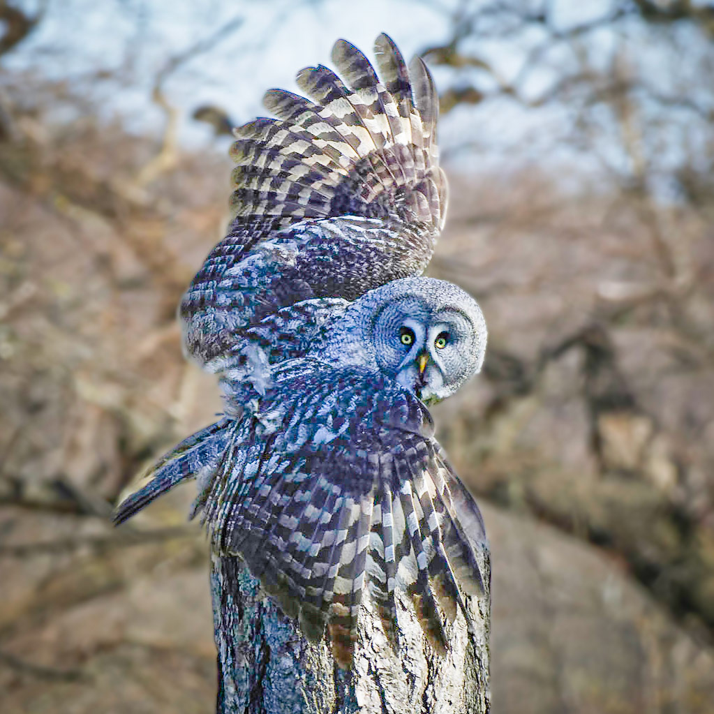 Great Grey Owl at Helmsley.