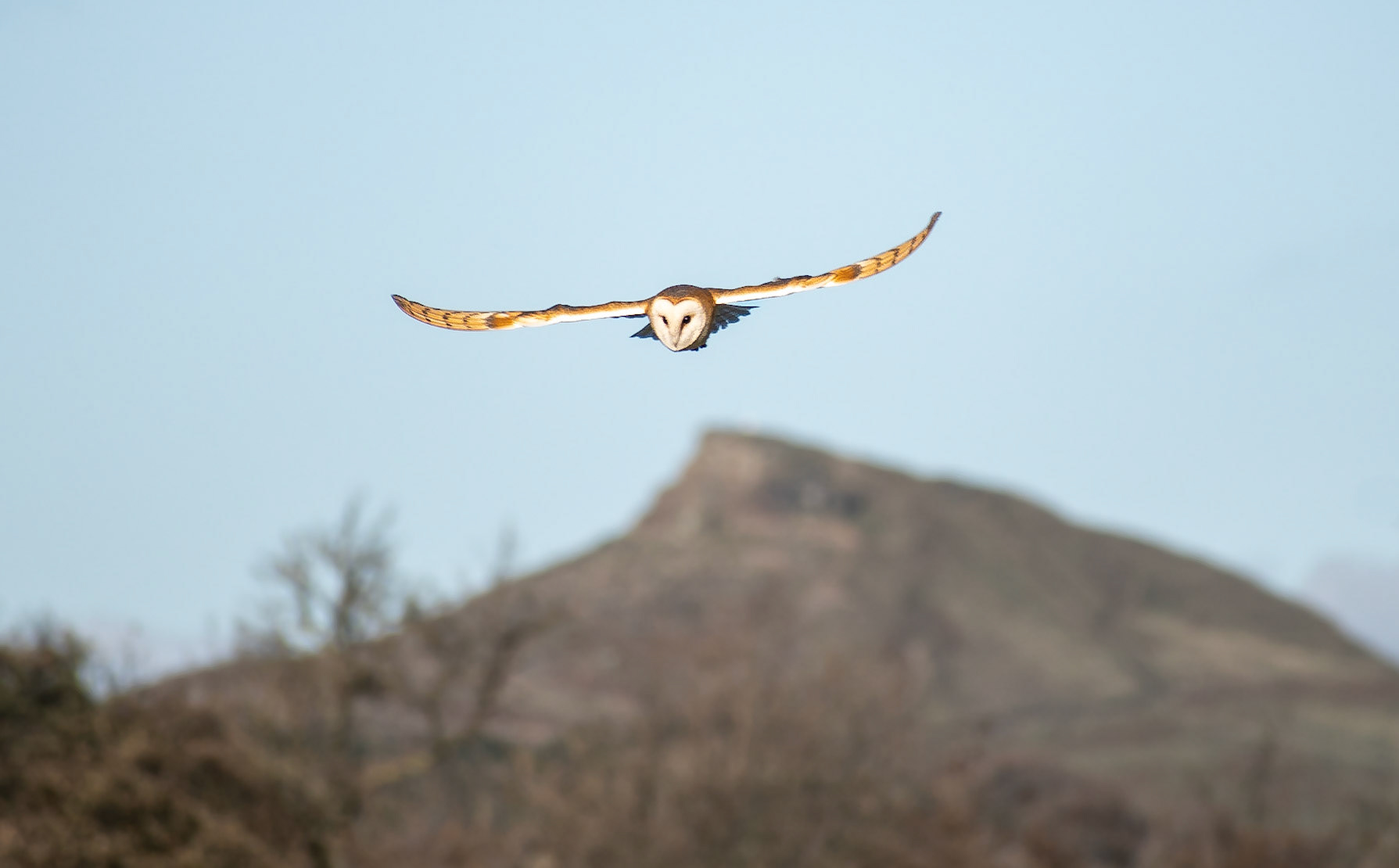 Barn owl, Roseberry Topping