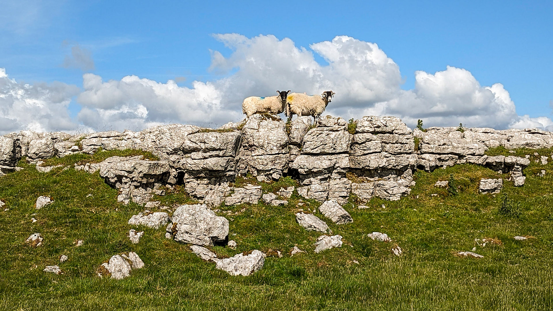 Limey sheep