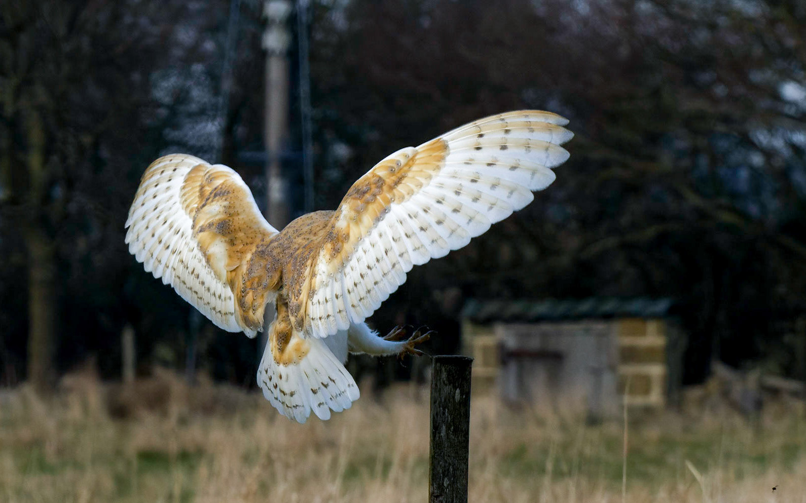 Barn owl