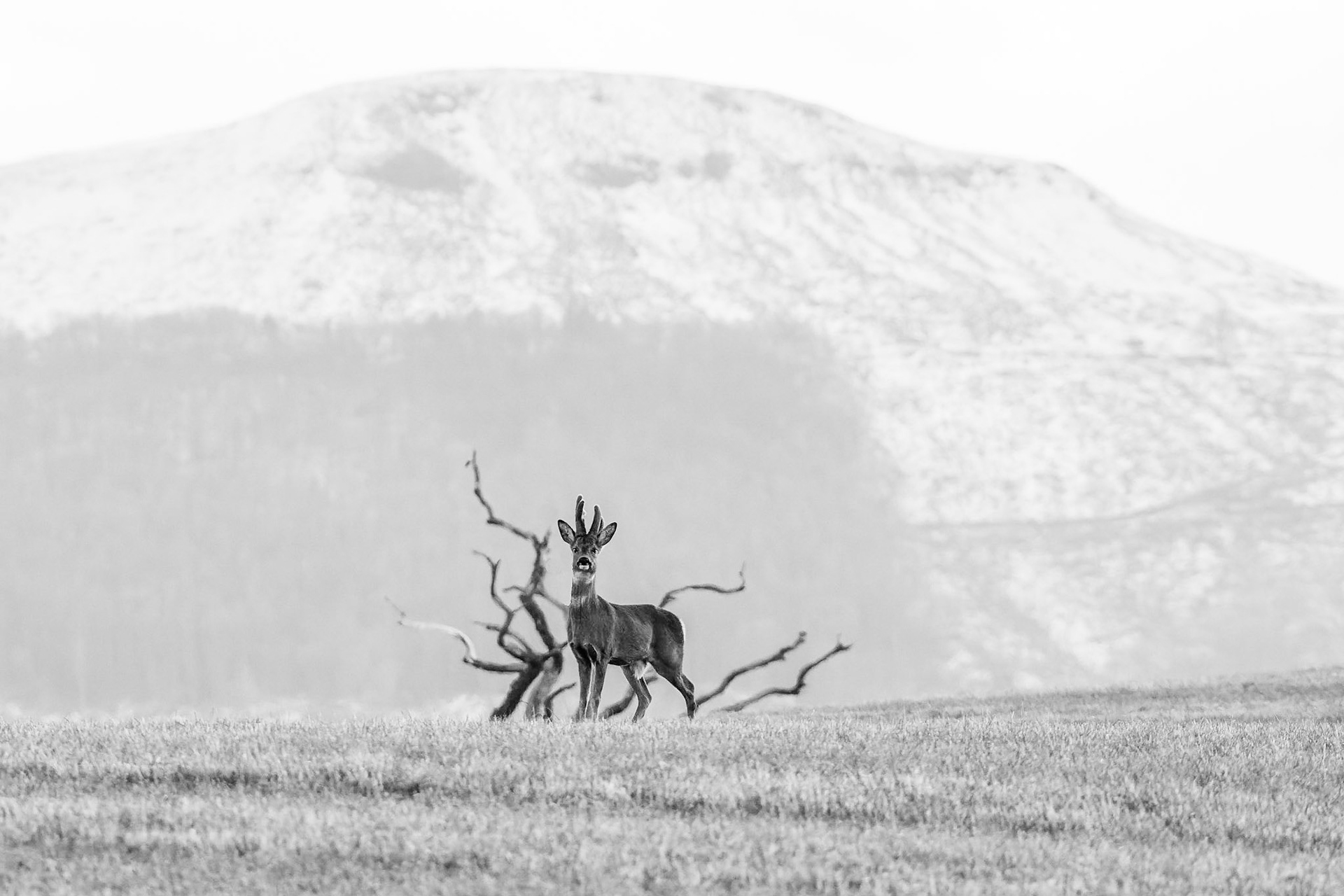 Stag in front of Cold Moor