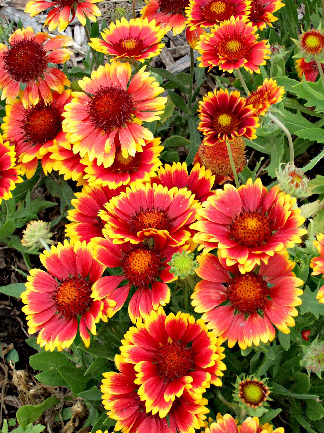 Indian Blanket Flower