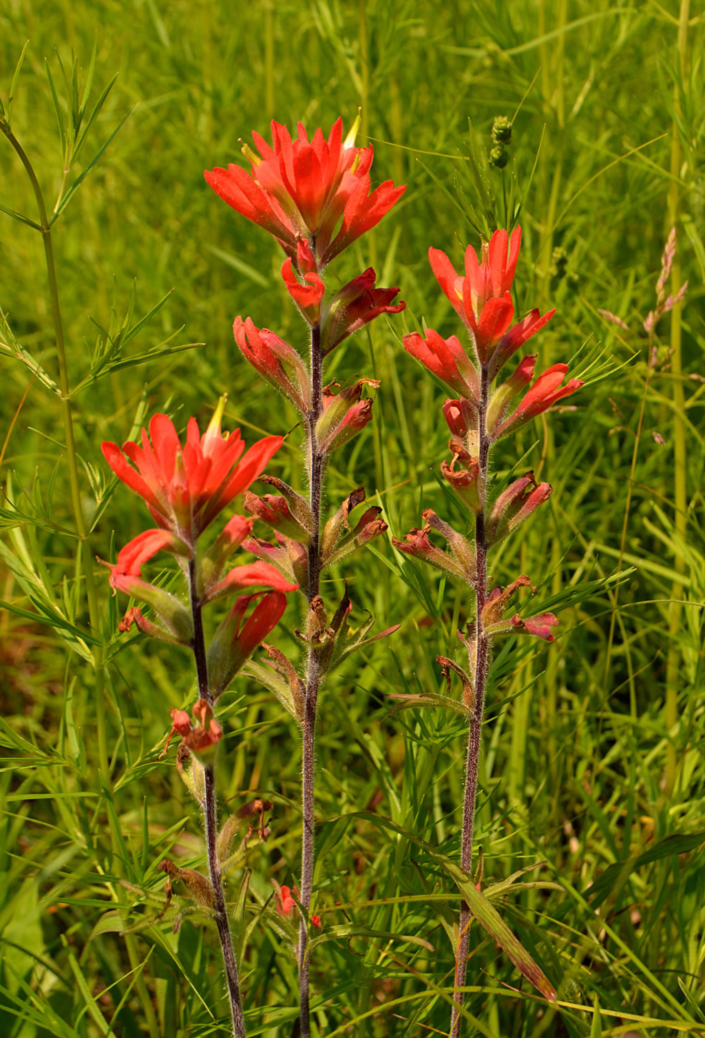 Indian paintbrush