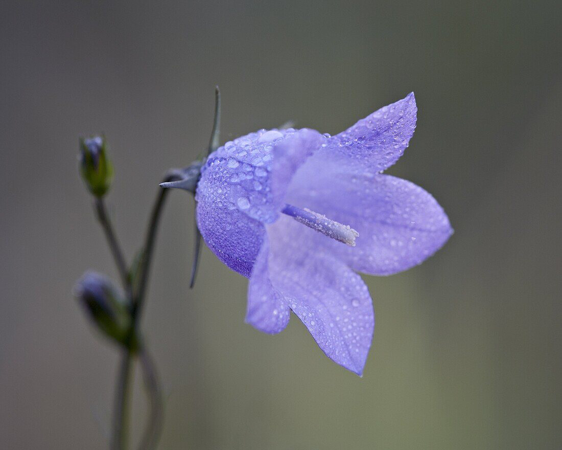 Mountain Bell