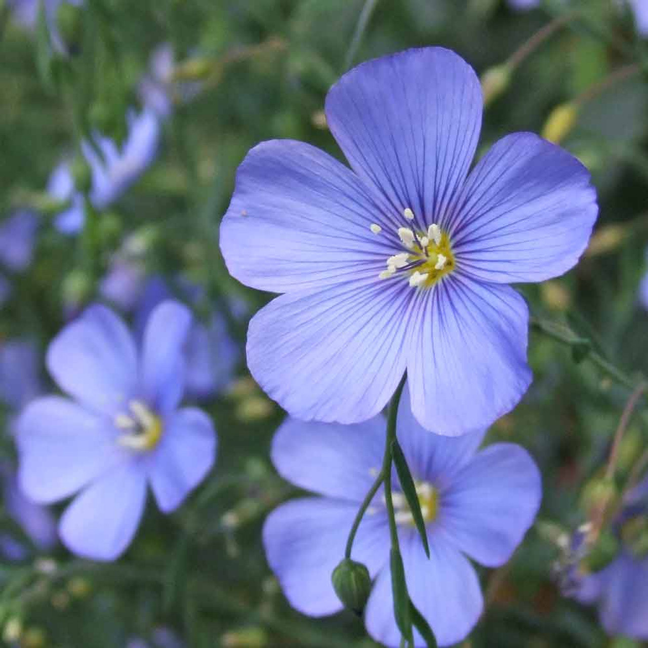 Lewis' blue flax