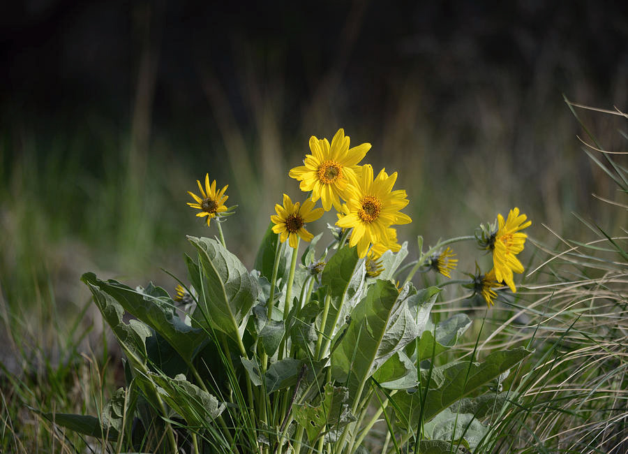 Arrowleaf Blasamroot
