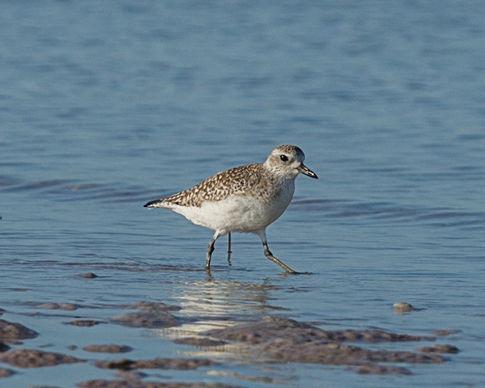 Black-bellied Plover