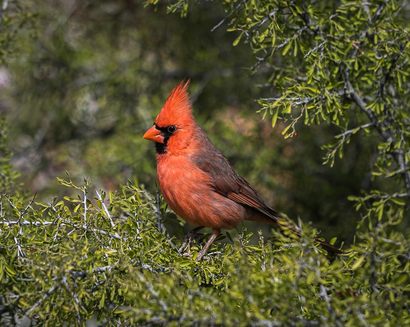Northern Cardinal