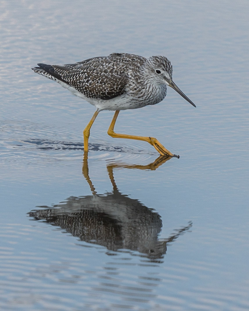 Greater Yellowlegs