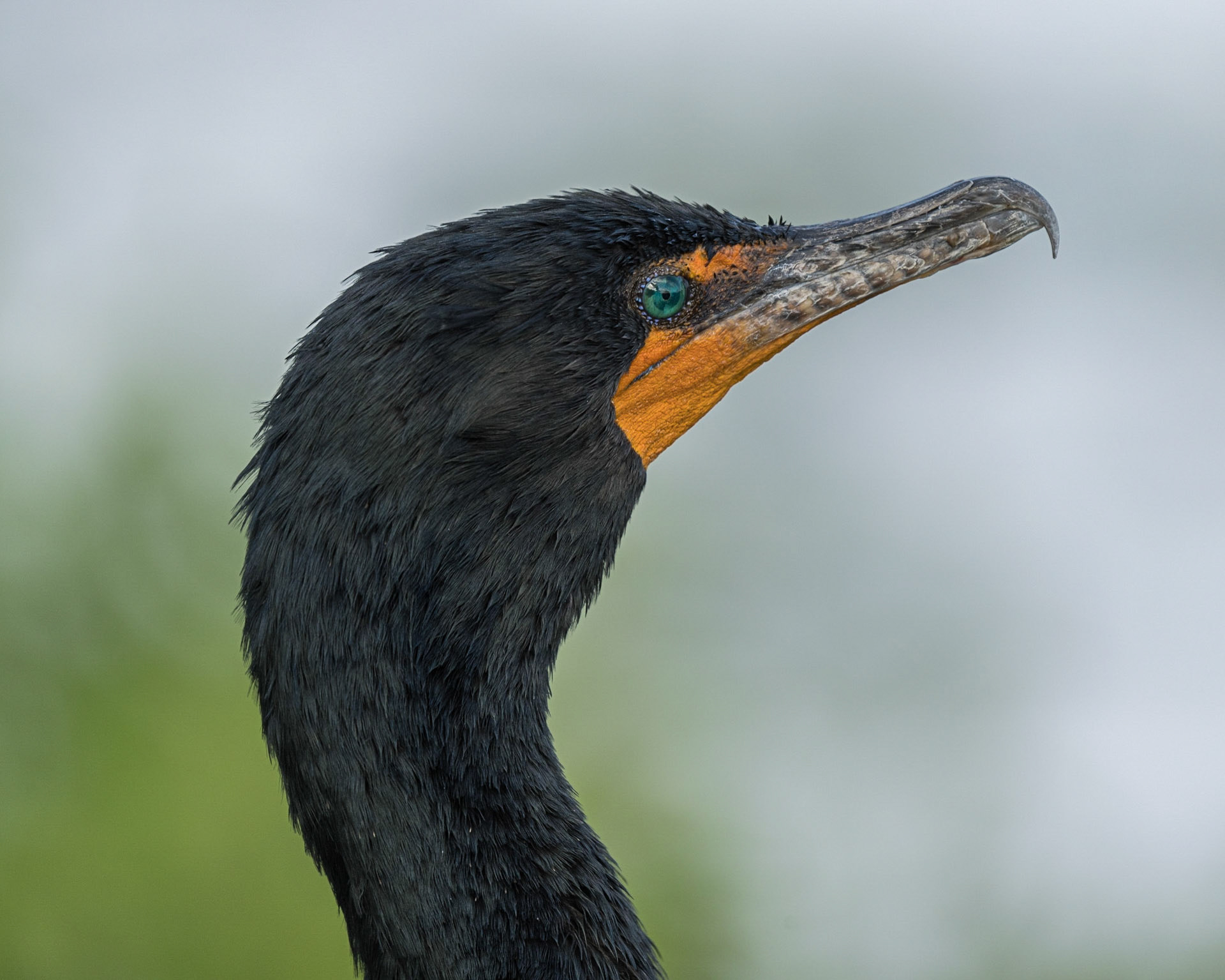 Double Crested Cormorant