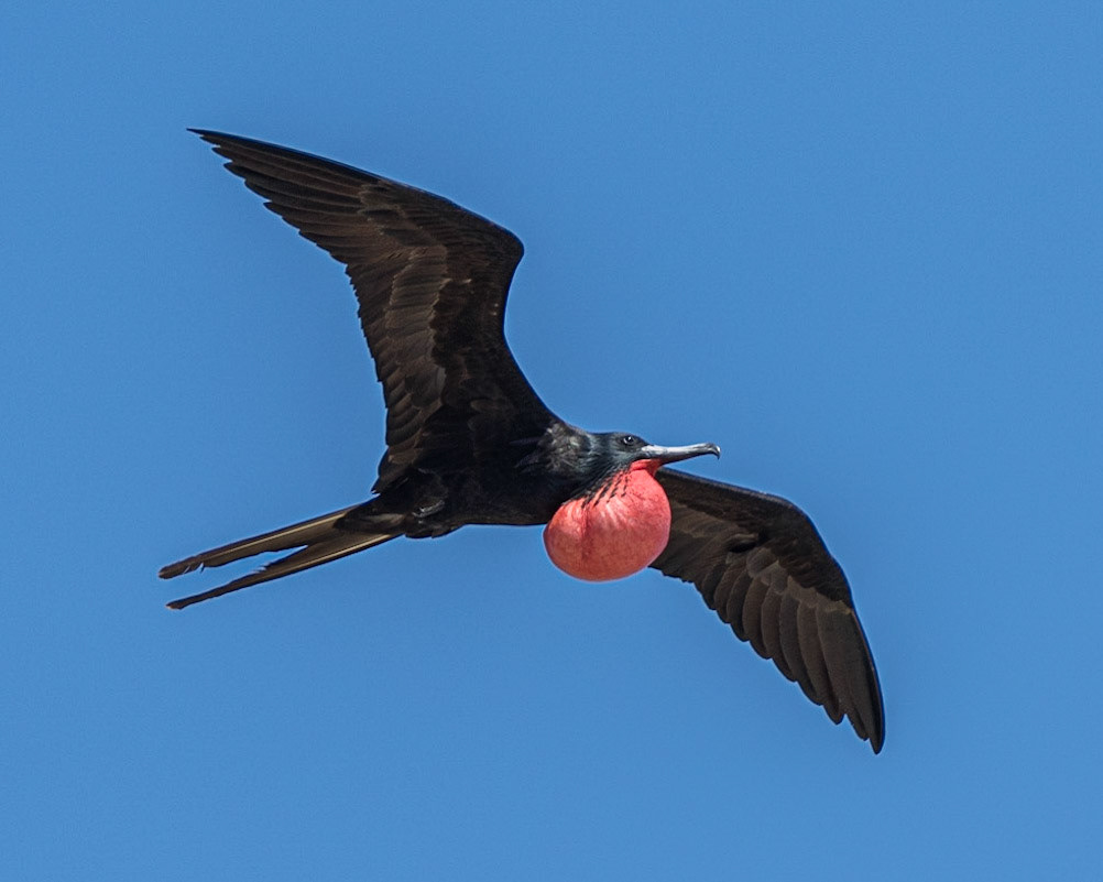 Magnificent Frigate Bird