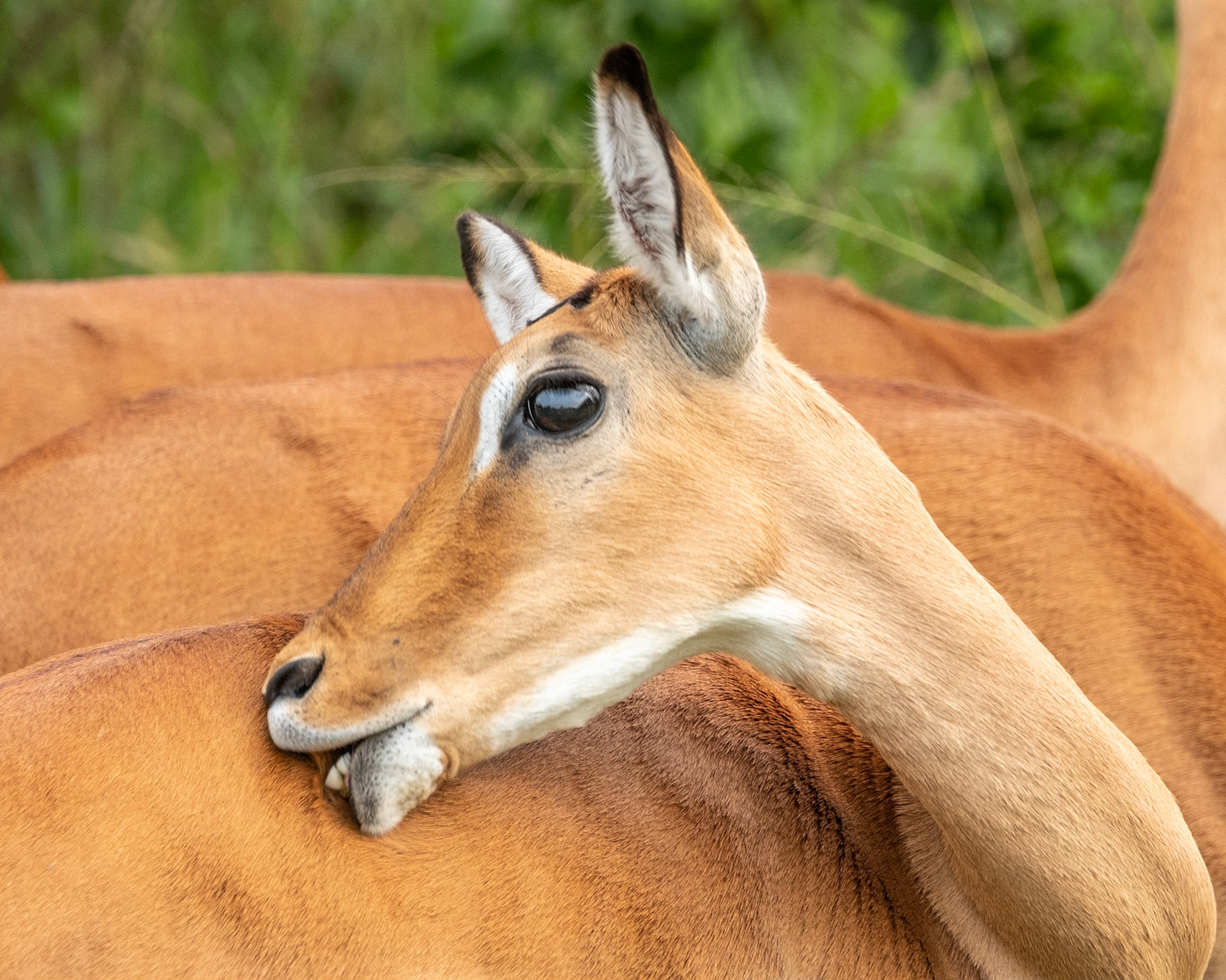 Impala, Uganda