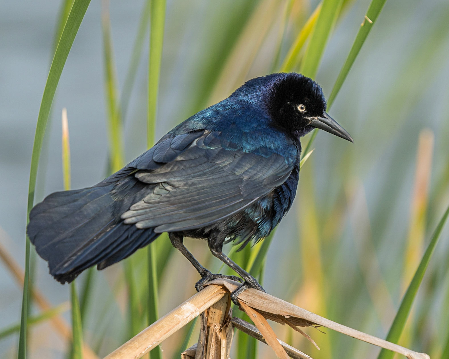 Boat-tailed Grackle