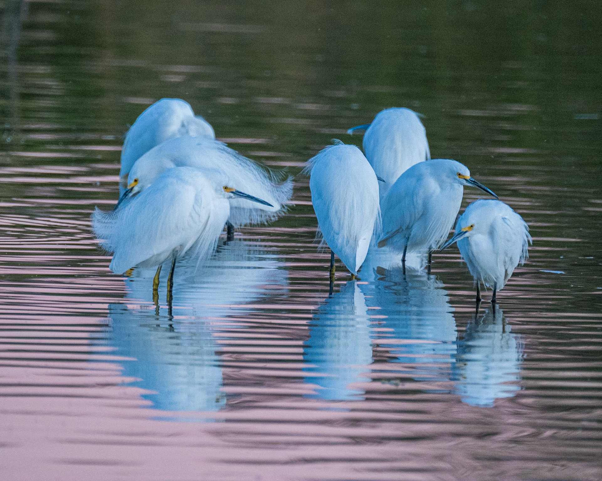 Snowy Egret