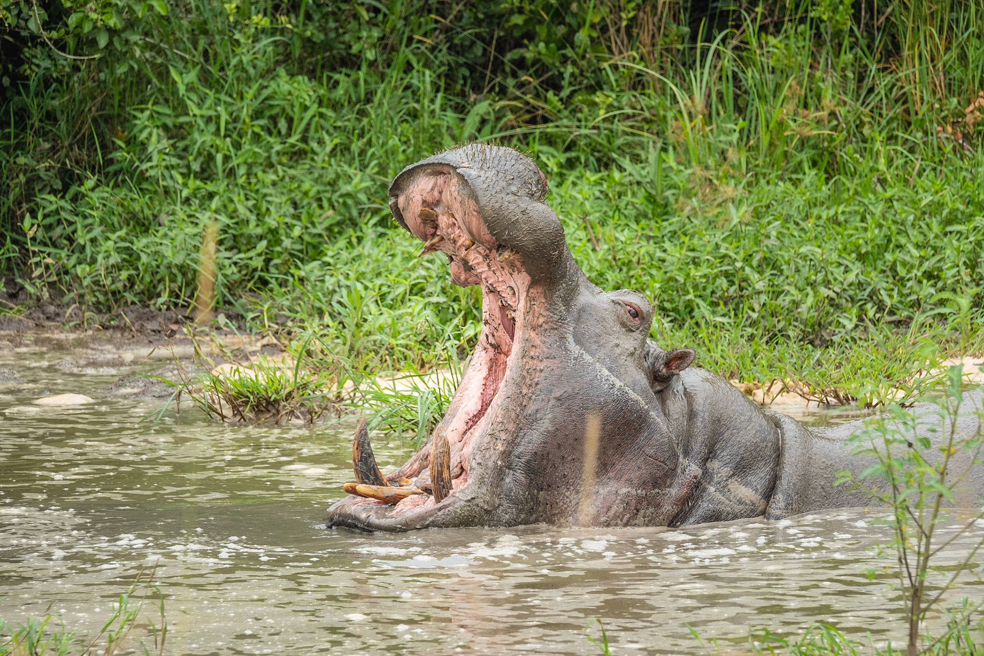 Hippopotamus, Uganda