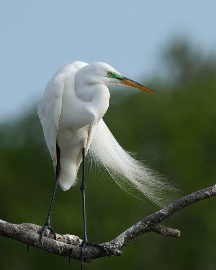 Great Egret