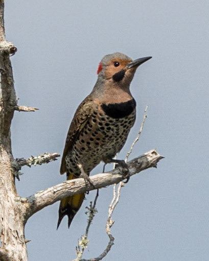 Northern Flicker