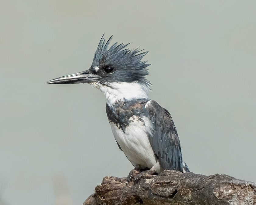 Belted Kingfisher