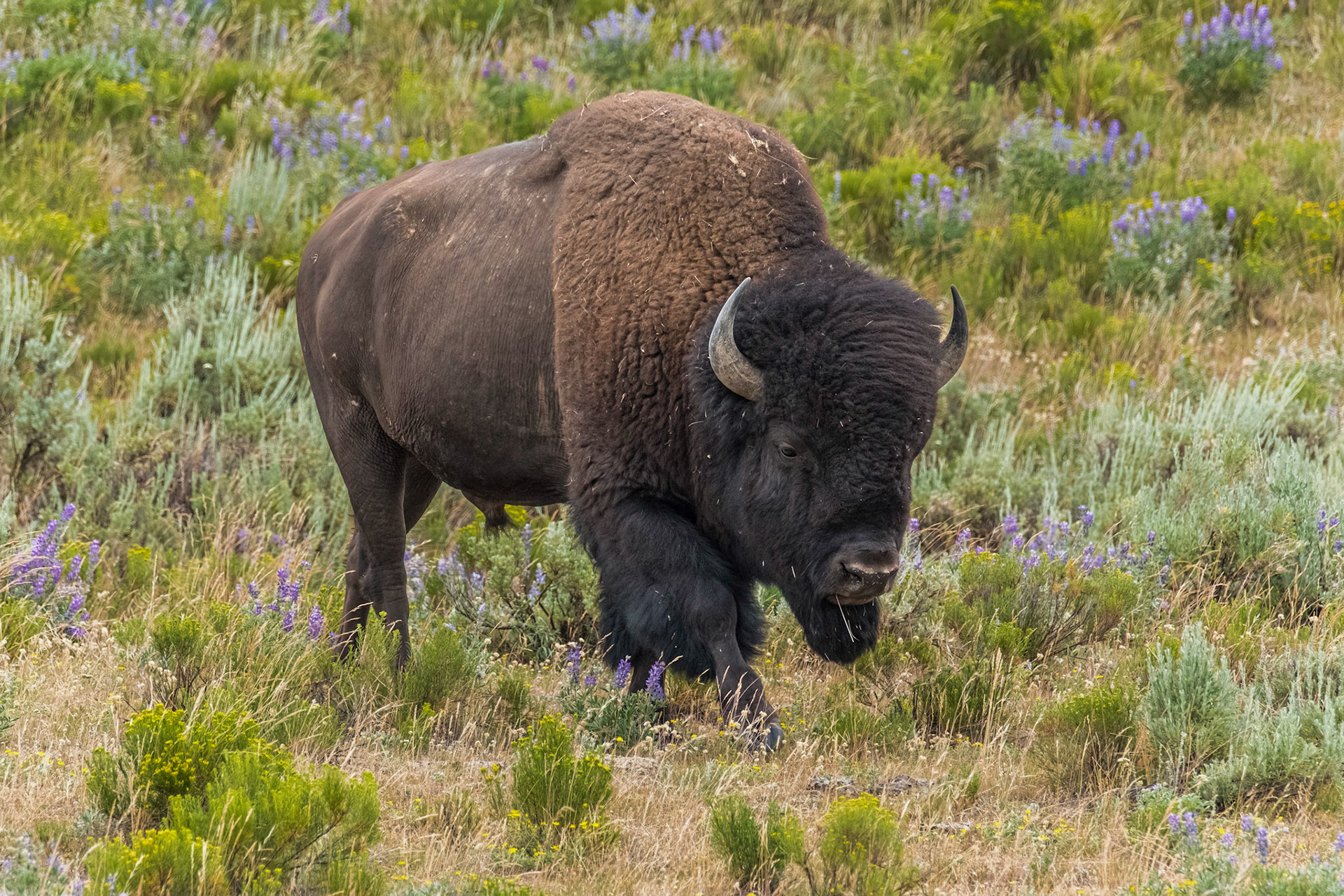 American Bison, Wyoming