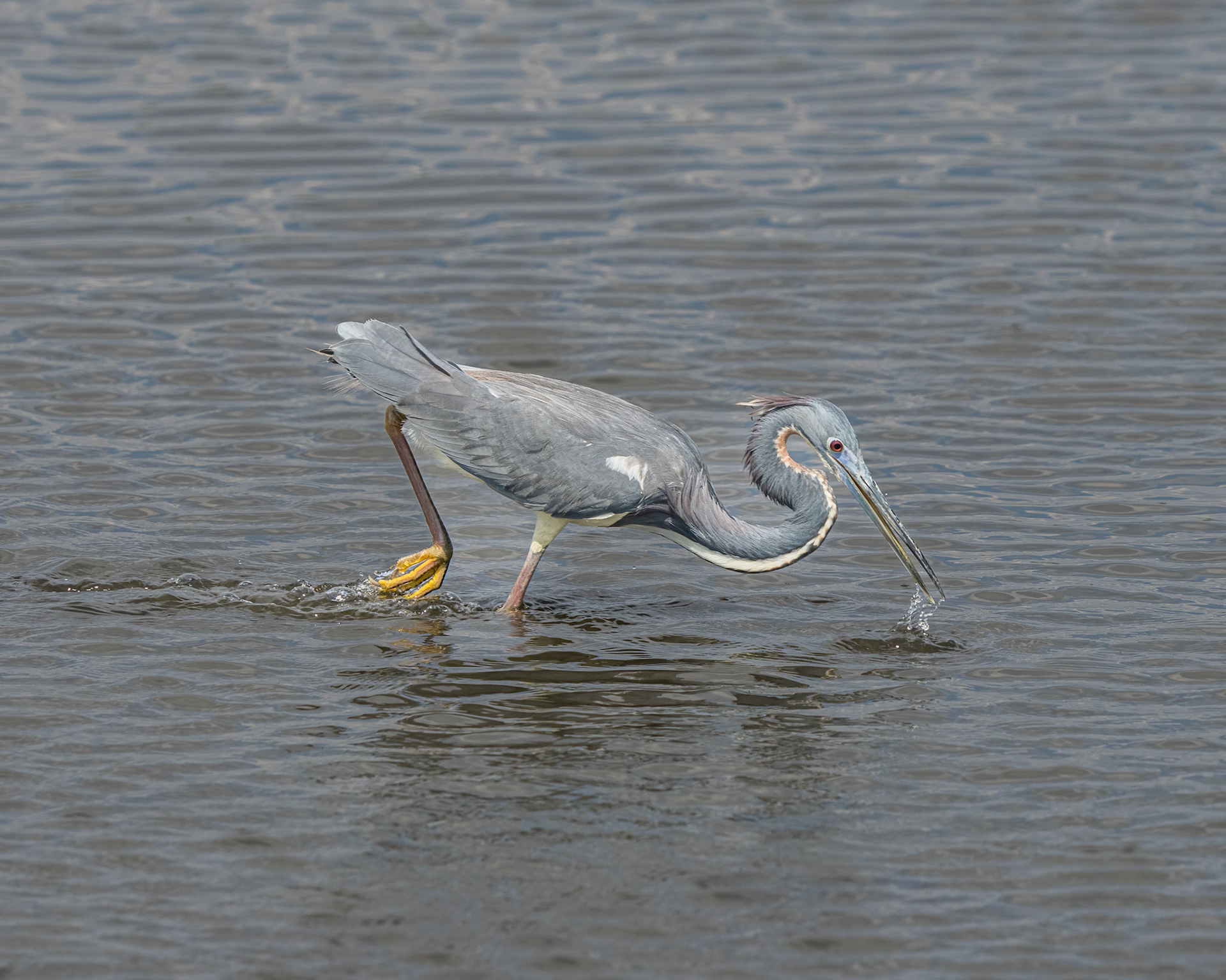 Tricolored Heron