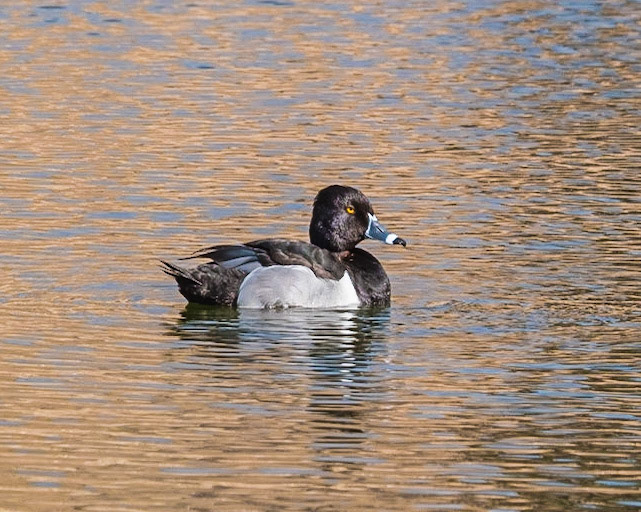 Ring-necked Duck