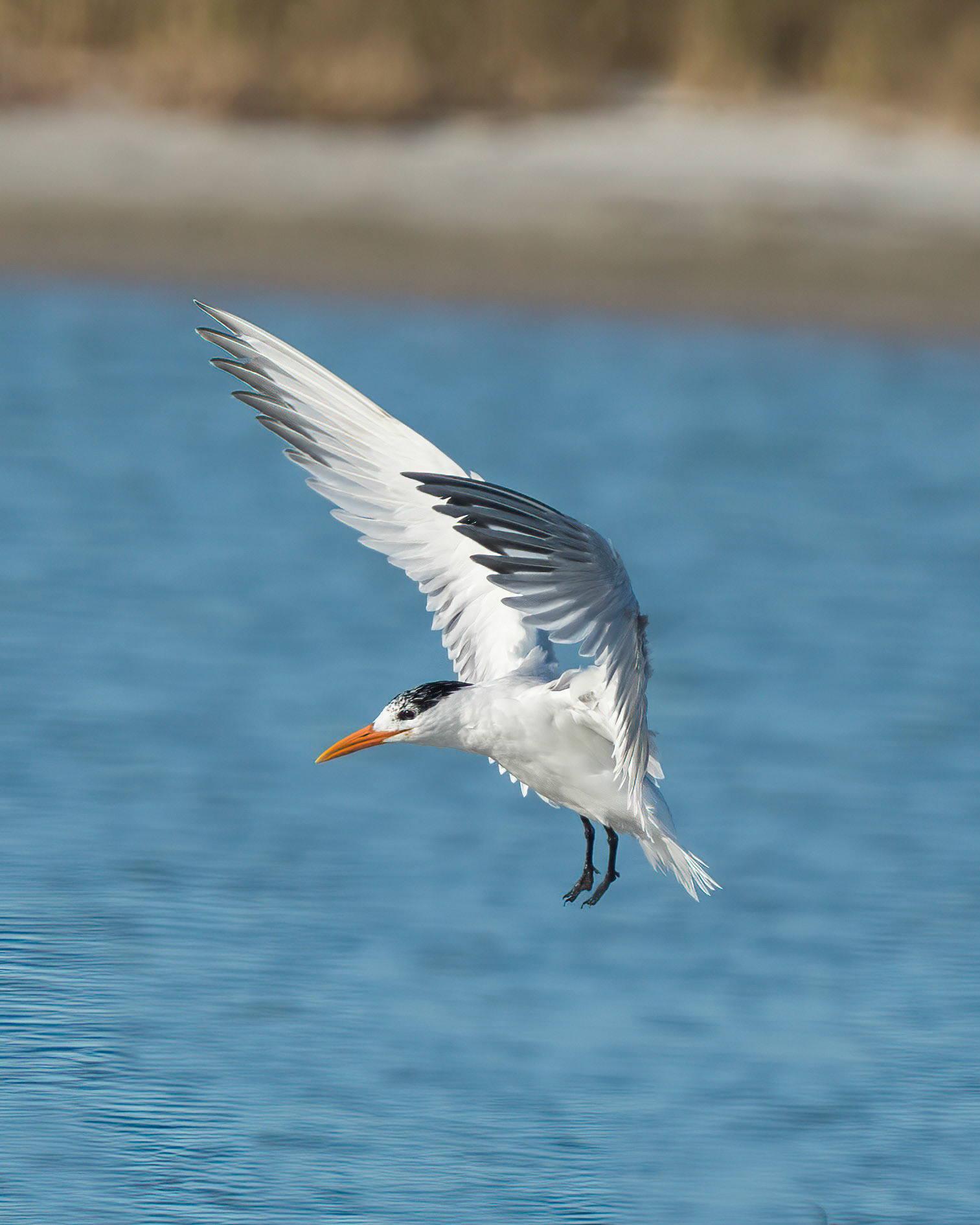 Royal Tern