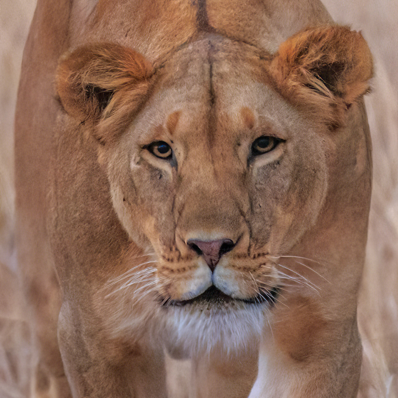 Female Lion, Kenya