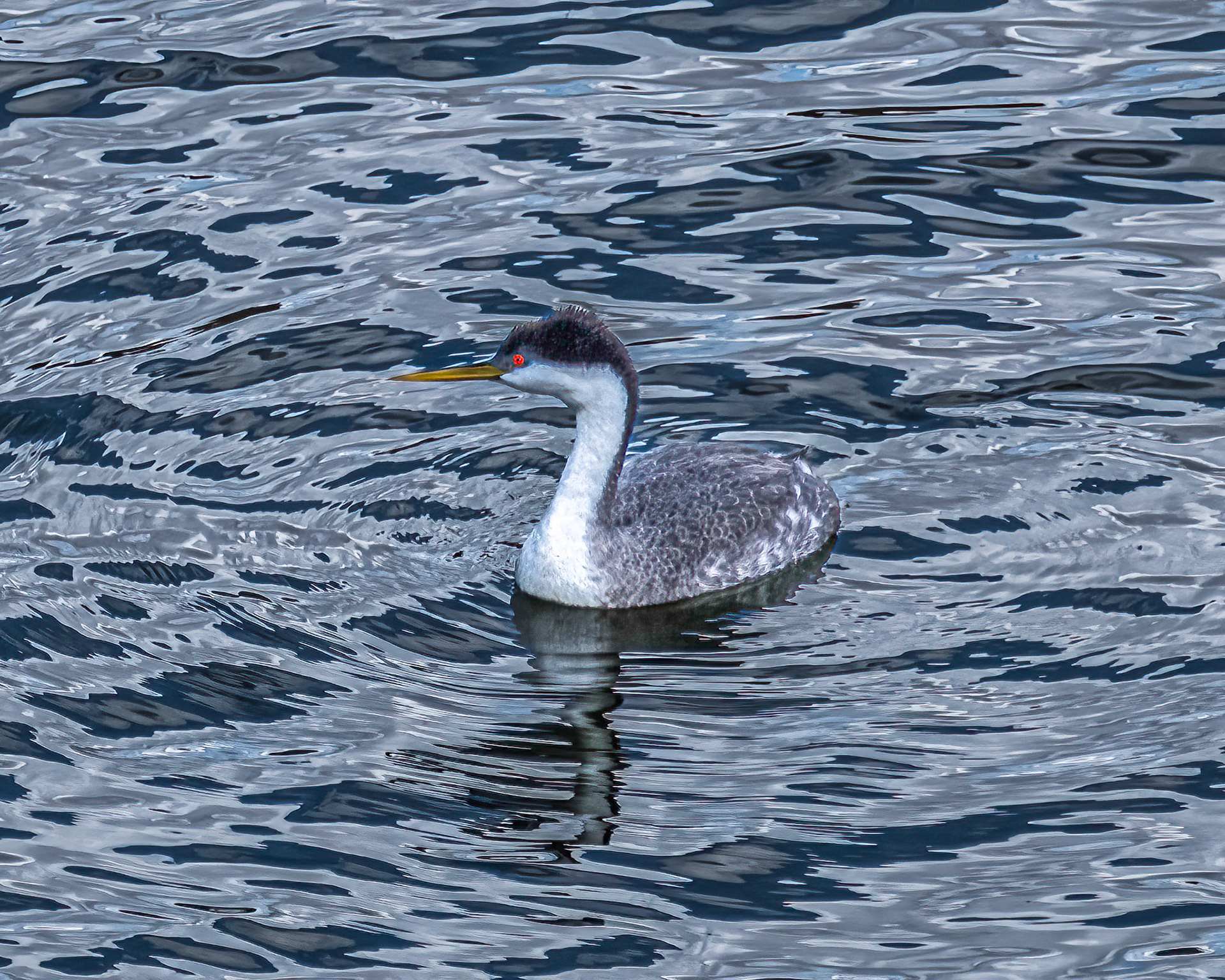 Western Grebe
