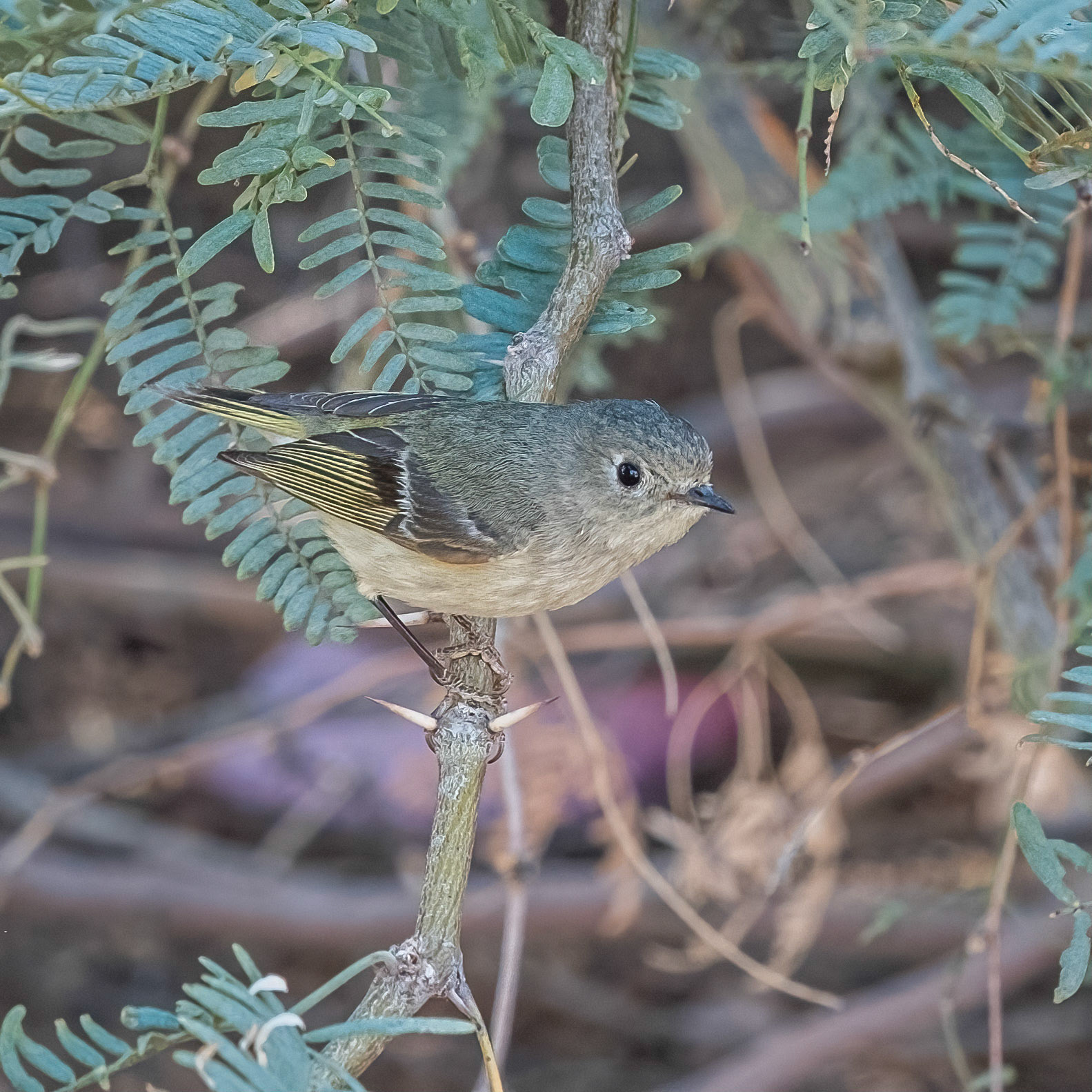 Ruby-crowned Kinglet