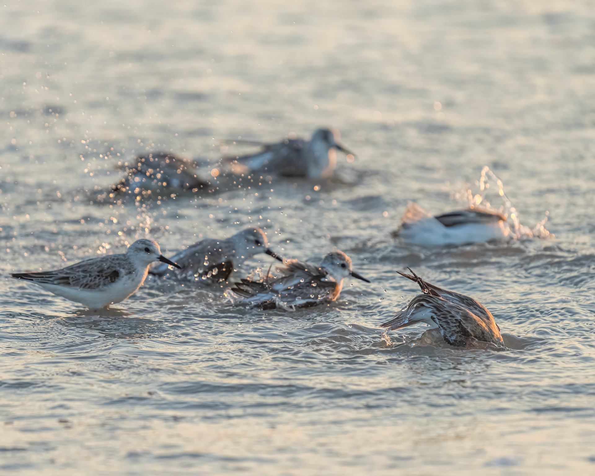 Sanderling