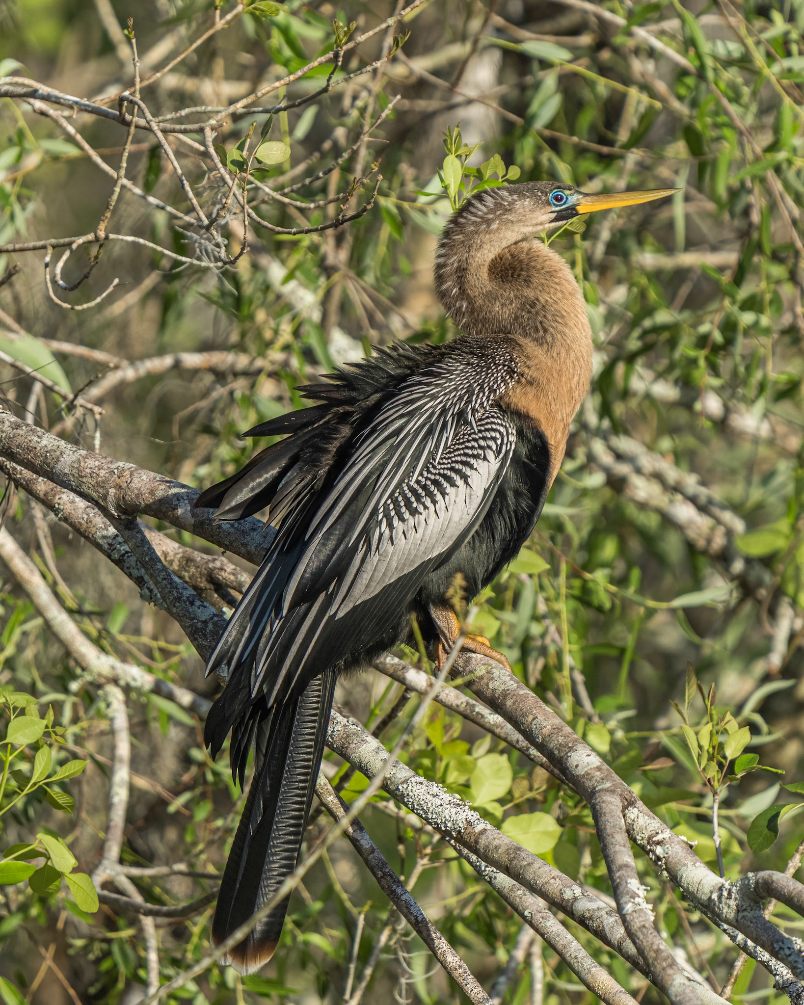 Anhinga