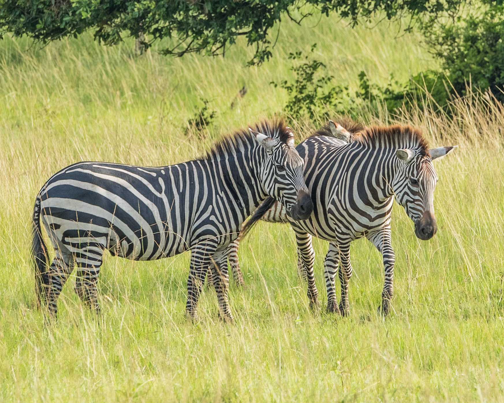 Zebra, Uganda