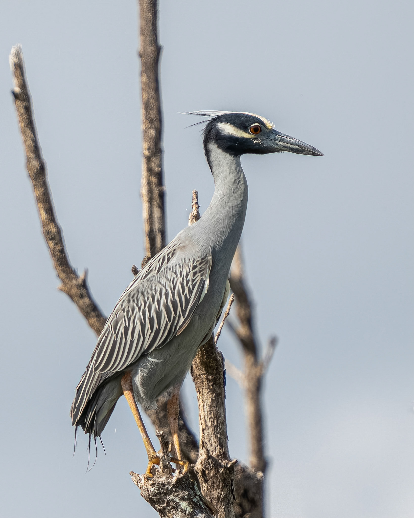 Yelow-crowned Night-Heron