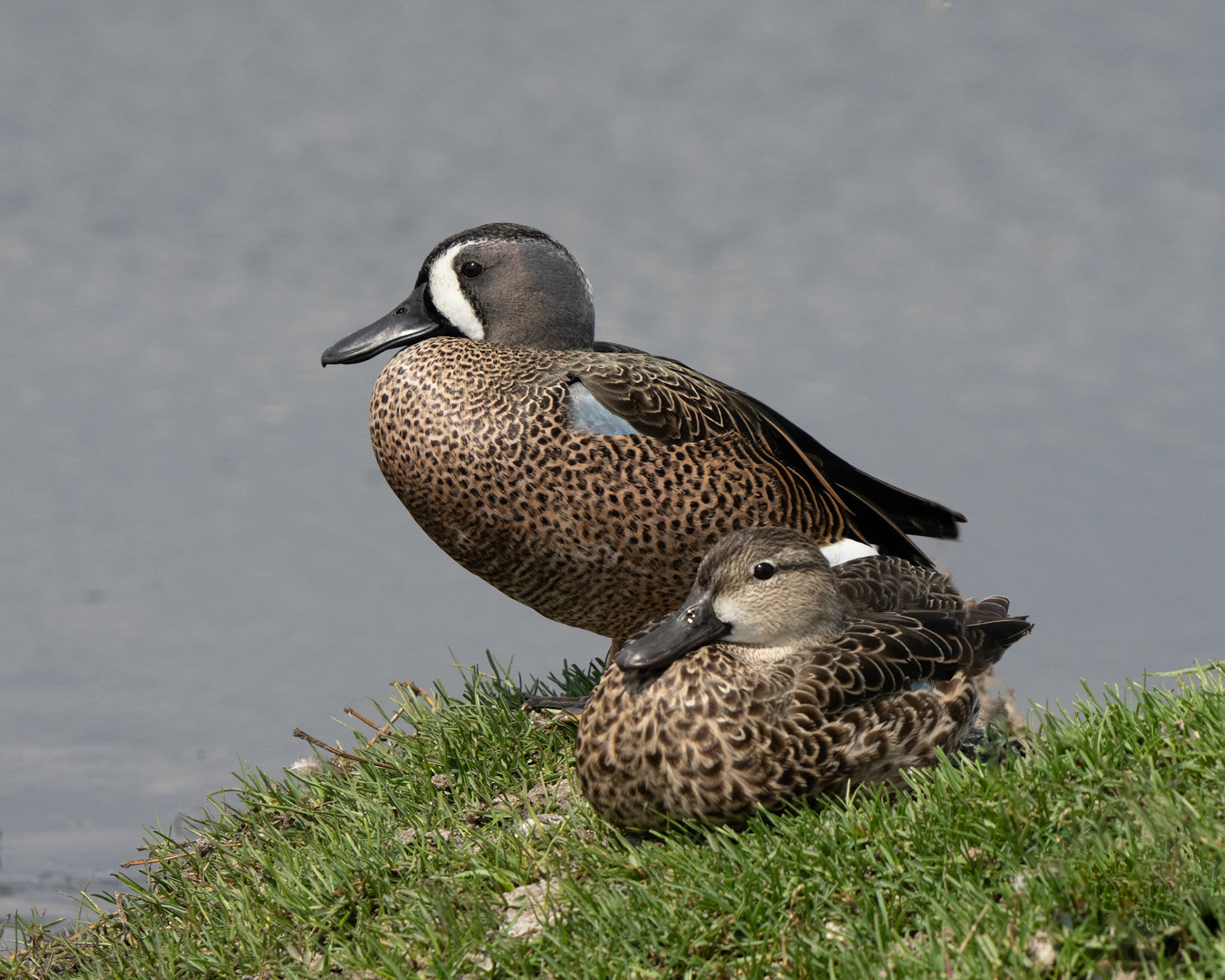 Blue-winged Teal