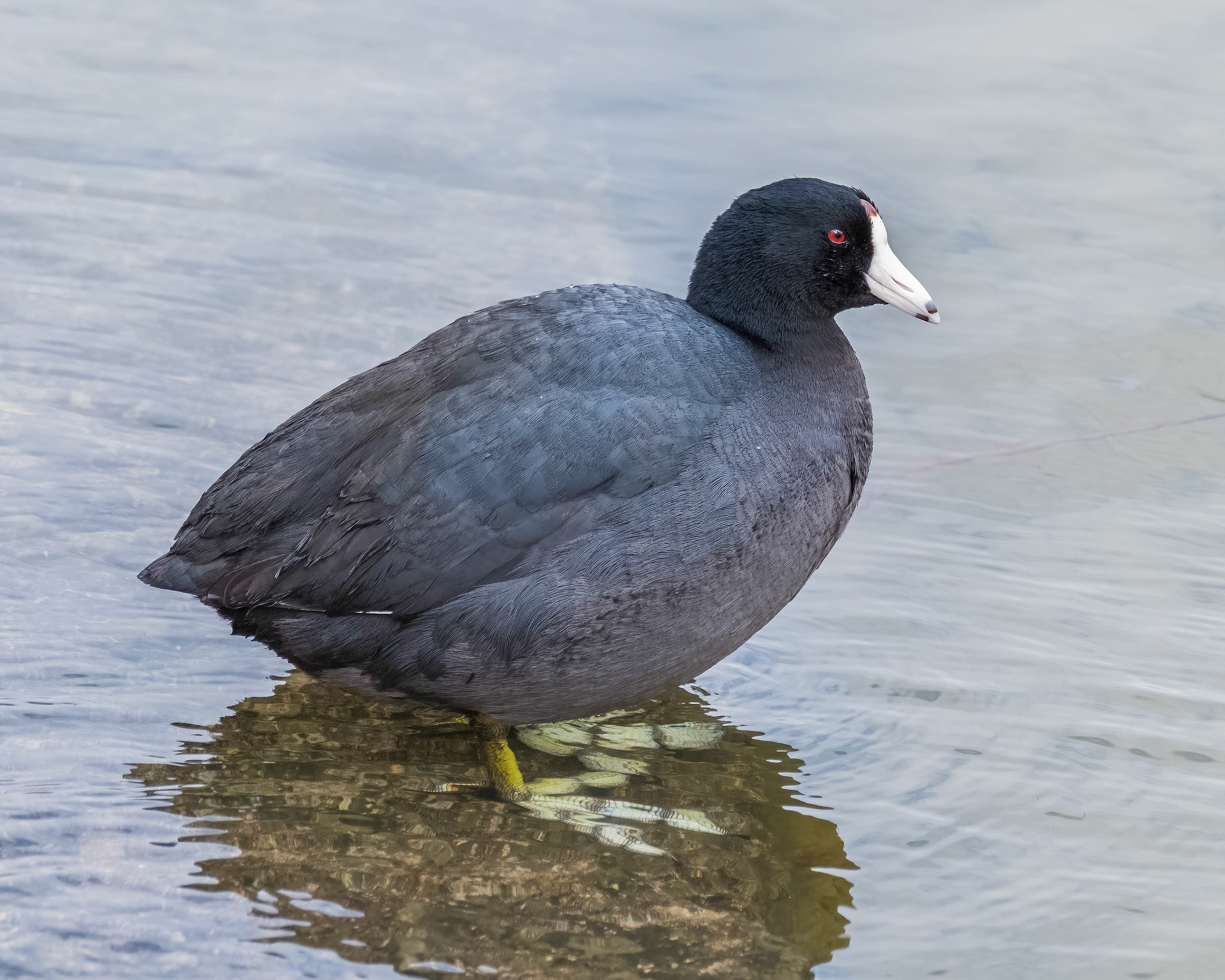 American Coot