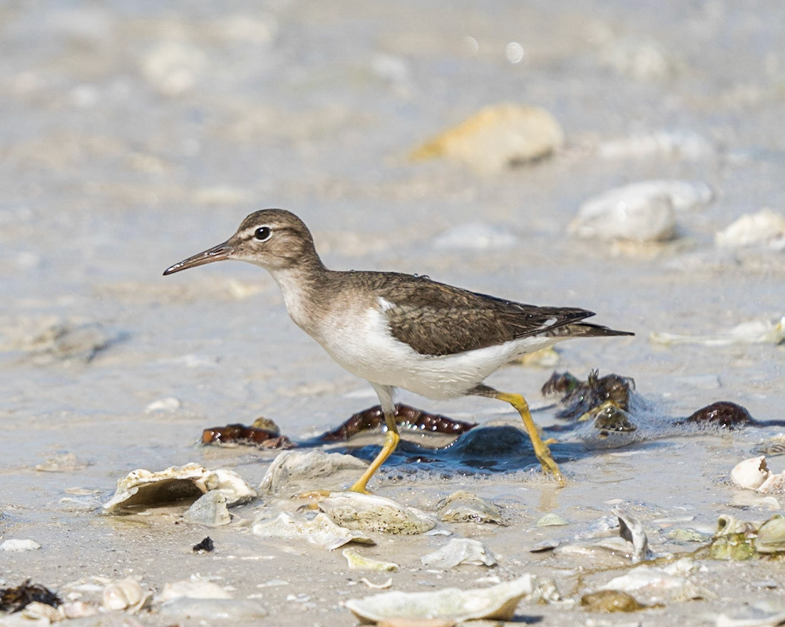 Spotted Sandpiper