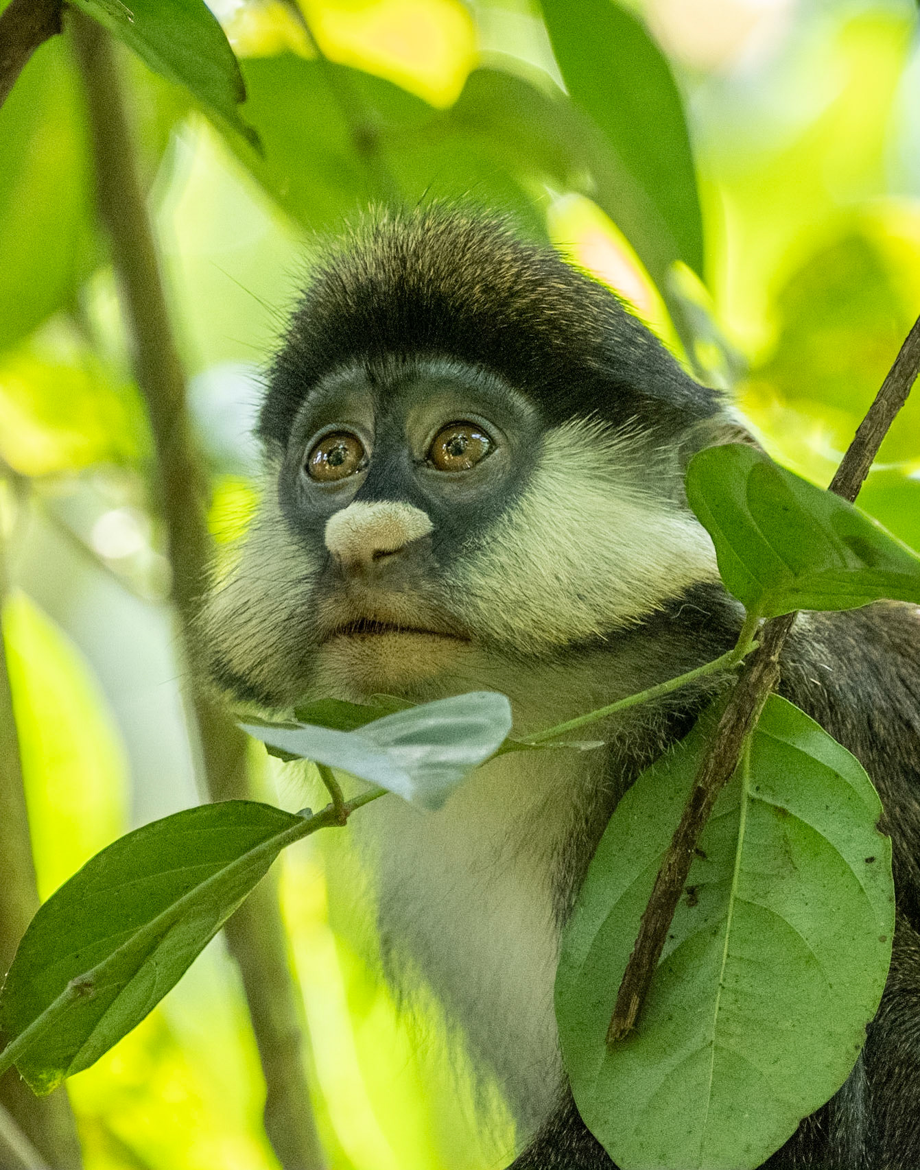 Red tailed Monkey, Uganda