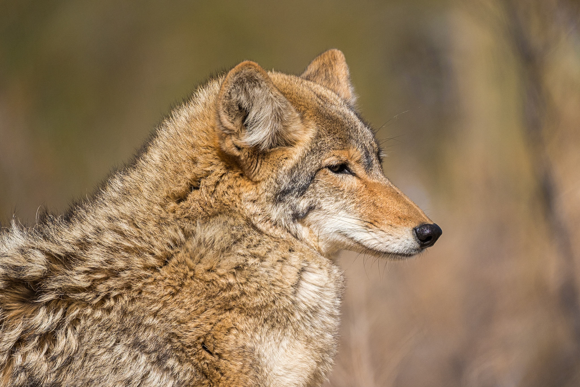 Coyote, Arizona