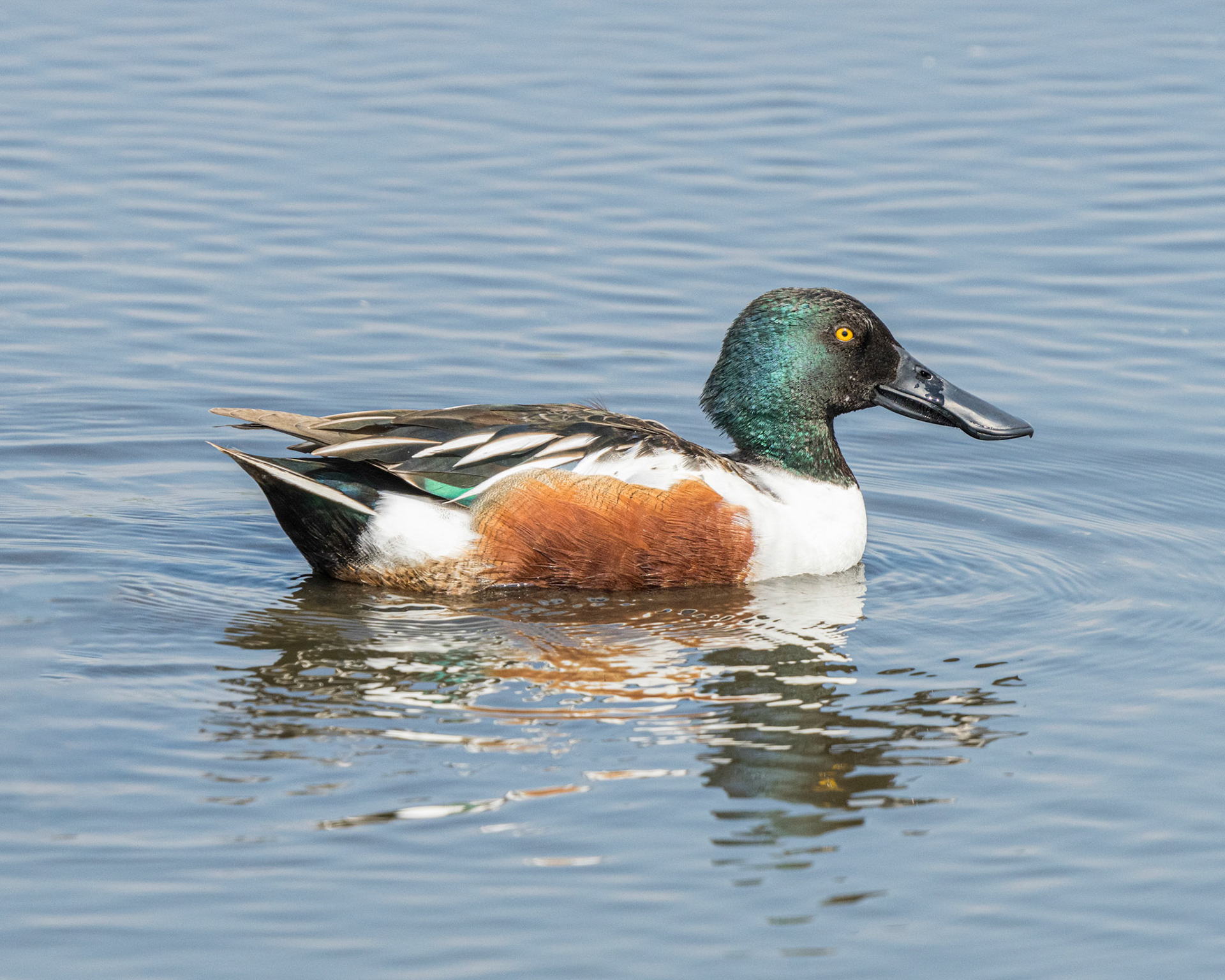Northern Shoveler