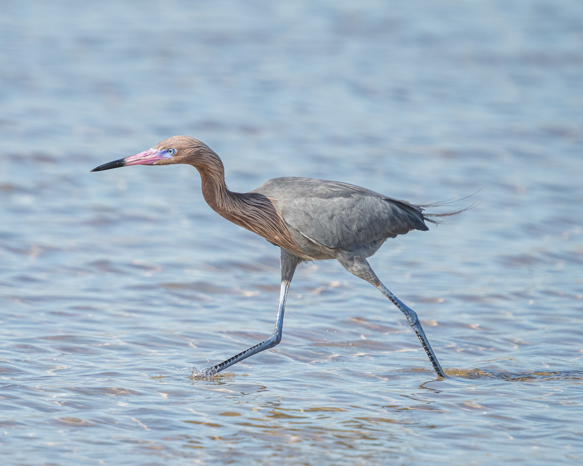 Reddish Egret